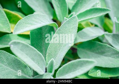 herbes parfumées poussant dans le jardin Banque D'Images