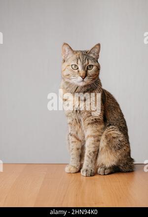 Portrait d'un chat au gingembre sérieux qui est assis sur une table en bois. Banque D'Images