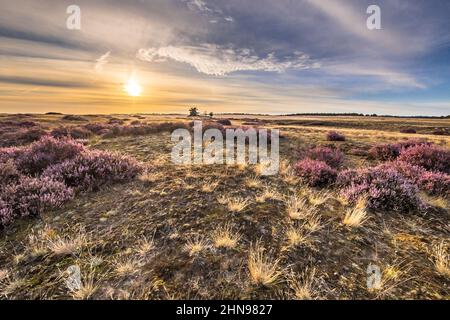 Paysage enchanteur paysage de la lande dans le parc national Hoge Veluwe, province de Gelderland, pays-Bas. Paysage scène de la nature en Europe. Banque D'Images