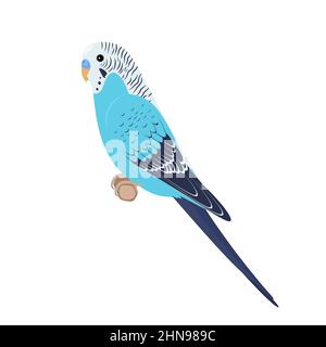 Budgie assis sur le brunch. Illustration vectorielle d'un perroquet bleu mignon de Budgerigar assis sur une branche, isolé sur un fond blanc. Illustration de Vecteur