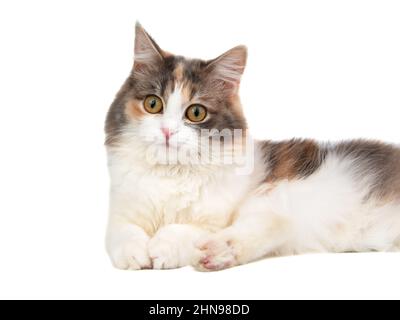 Cheveux longs brillants doux multicolore portrait de chat isolé sur fond blanc Banque D'Images