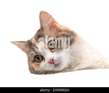 Cheveux longs brillants doux multicolore portrait de chat isolé sur fond blanc Banque D'Images