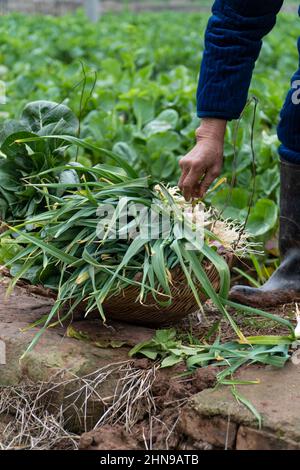 Les vieux chinois cueillant des légumes dans les champs Banque D'Images