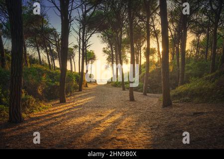 Sentier dans la forêt de pins et la mer au coucher du soleil, Tombolo di Marina di Cecina, Maremme, Toscane, Italie Europe. Banque D'Images
