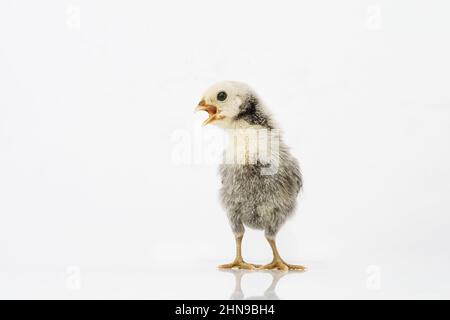 Argent Sebright bantam poule isolée sur blanc. Banque D'Images