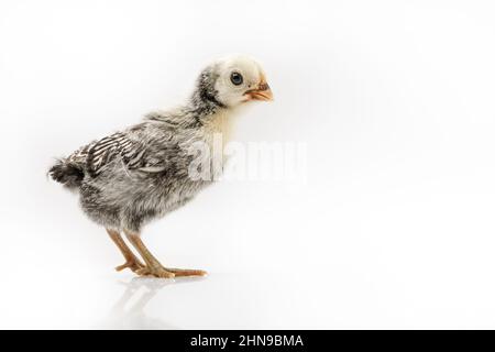 Argent Sebright bantam poule isolée sur blanc. Banque D'Images