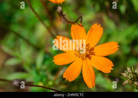 Fleur cosmos unique de couleur orange. Mise au point sélective utilisée. Banque D'Images