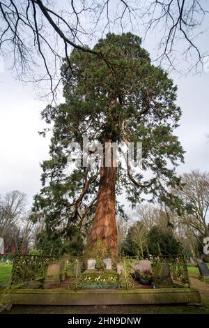 Brême, Allemagne. 15th févr. 2022. Un séquoia géant d'environ 160 ans se trouve dans le cimetière de Riensberg. Le séquoia géant (Sequoiadendron giganteum), qui mesure environ 33 mètres de haut, a été choisi comme arbre du patrimoine national. Les séquoias géants sont parmi les plus grands arbres du monde - ils peuvent vivre pour être autour de 3000 ans. Credit: Sina Schuldt/dpa/Alay Live News Banque D'Images