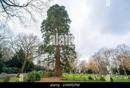 Brême, Allemagne. 15th févr. 2022. Un séquoia géant d'environ 160 ans se trouve dans le cimetière de Riensberg. Le séquoia géant (Sequoiadendron giganteum), qui mesure environ 33 mètres de haut, a été choisi comme arbre du patrimoine national. Les séquoias géants sont parmi les plus grands arbres du monde - ils peuvent vivre pour être autour de 3000 ans. Credit: Sina Schuldt/dpa/Alay Live News Banque D'Images