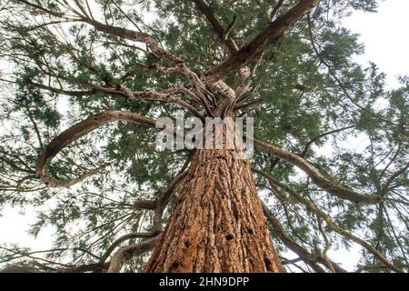 Brême, Allemagne. 15th févr. 2022. Un séquoia géant d'environ 160 ans se trouve dans le cimetière de Riensberg. Le séquoia géant (Sequoiadendron giganteum), qui mesure environ 33 mètres de haut, a été choisi comme arbre du patrimoine national. Les séquoias géants sont parmi les plus grands arbres du monde - ils peuvent vivre pour être autour de 3000 ans. Credit: Sina Schuldt/dpa/Alay Live News Banque D'Images