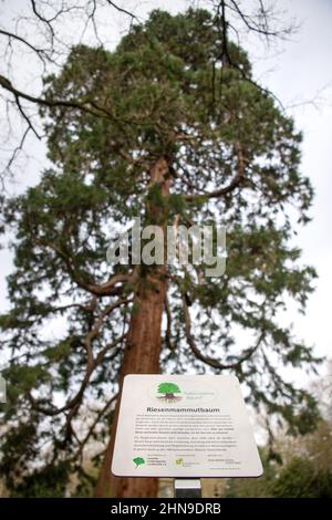 Brême, Allemagne. 15th févr. 2022. Un séquoia géant d'environ 160 ans se trouve dans le cimetière de Riensberg. Le séquoia géant (Sequoiadendron giganteum), qui mesure environ 33 mètres de haut, a été choisi comme arbre du patrimoine national. Les séquoias géants sont parmi les plus grands arbres du monde - ils peuvent vivre pour être autour de 3000 ans. Credit: Sina Schuldt/dpa/Alay Live News Banque D'Images