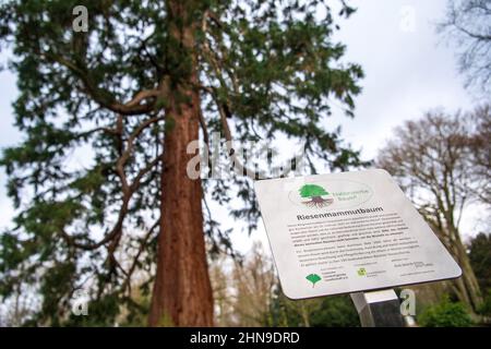 Brême, Allemagne. 15th févr. 2022. Un séquoia géant d'environ 160 ans se trouve dans le cimetière de Riensberg. Le séquoia géant (Sequoiadendron giganteum), qui mesure environ 33 mètres de haut, a été choisi comme arbre du patrimoine national. Les séquoias géants sont parmi les plus grands arbres du monde - ils peuvent vivre pour être autour de 3000 ans. Credit: Sina Schuldt/dpa/Alay Live News Banque D'Images