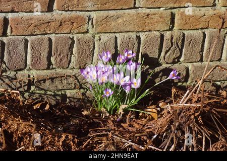 Crocus à fleurs violettes au soleil entre les feuilles de fougères flétrissent devant un mur dans un jardin hollandais. Famille des Iridaceae. Fin de l'hiver, février Banque D'Images