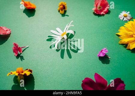 Composition de fleurs sur fond vert, espace de copie. Motif de différentes fleurs de jardin. Banque D'Images