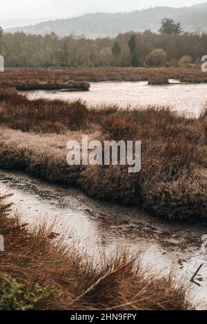 Marécage avec roseaux et un marais de boue près d'une forêt Banque D'Images