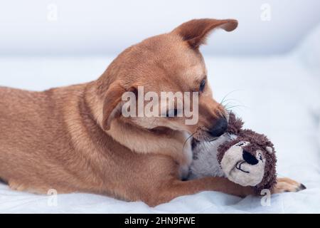 Gros plan d'un chien de race mixte allongé sur un lit blanc jouant avec un jouet en peluche Banque D'Images