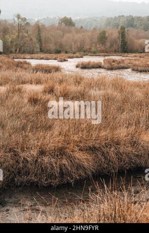 Marécage avec roseaux et un marais de boue près d'une forêt Banque D'Images