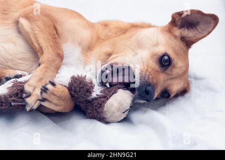 Gros plan d'un chien de race mixte allongé sur un lit blanc jouant avec un jouet farci entre ses pattes et ouvrant la bouche pour le mordre Banque D'Images