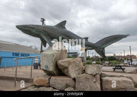 La sculpture de requin gris de récif par Christopher Kelly à côté de l'aquarium profond dans la région des anciens docks de Kingston upon Hull, East Riding of Yorkshire, Royaume-Uni. Banque D'Images