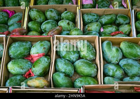 Beaucoup de mangues vertes dans une boîte en papier. Beaucoup de mangues vertes. Grosse mangue. La saison de Mango en Egypte. Banque D'Images