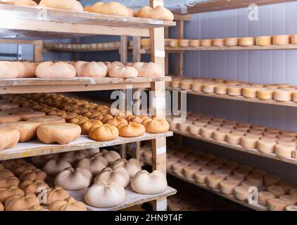 Roues de fromage de brebis sur les étagères dans la salle de mûrissement du fromage de lait Banque D'Images