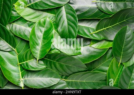 feuilles de jackfruit texture de fond, comestible santé bénéfique feuilles utilisées à des fins médicinales, gros plan résumé Banque D'Images