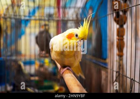 Perroquets jaunes corella est assise sur une balançoire dans la cage Banque D'Images