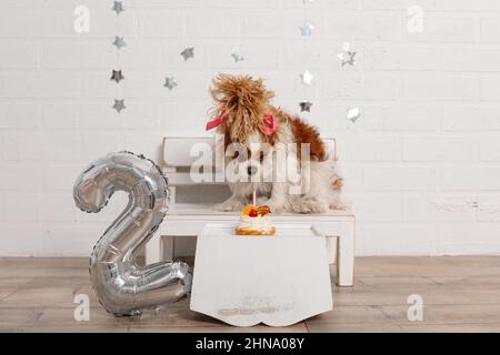 Charmante fille cavalier King Charles spaniel avec fourrure luxueuse et noeud rose sur sa tête étudie le plaisir pour son anniversaire assis sur le banc près de la table Banque D'Images