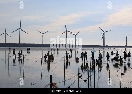 lumière de jour rétro-éclairée dans les moulins à vent et sur la côte Banque D'Images