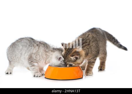 Joli chaton avec un bol Banque D'Images