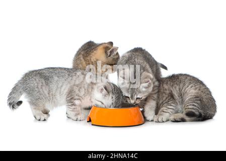 Joli chaton avec un bol Banque D'Images