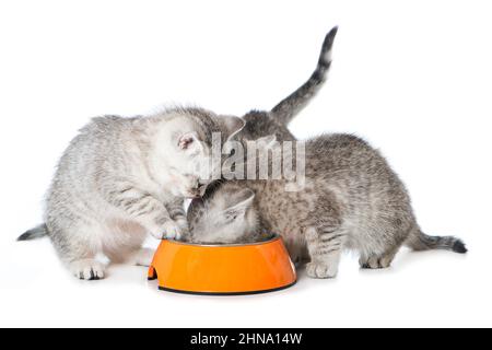 Joli chaton avec un bol Banque D'Images