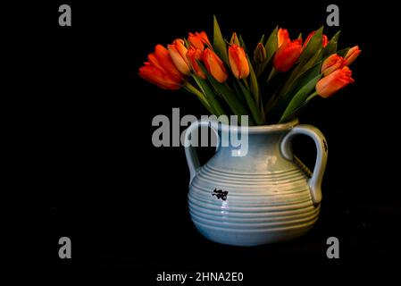 Den Helder, pays-Bas. Janvier 2022. Tulipes rouges sur fond noir. Photo de haute qualité Banque D'Images