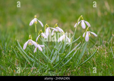 Des gouttes de neige sur un arrière-plan herbacé et flou. Banque D'Images