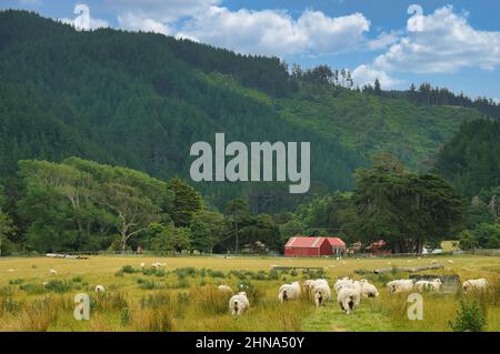 Pâturage des moutons dans un pré au pied de collines densément boisées, Battle Hill Farm, Pauatahanui, Porirua, Grand Wellington, Île du Nord, Nouvelle-Zélande Banque D'Images