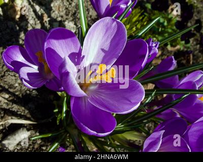 Le crocus violet fleurit dans le lit de fleur au printemps. Banque D'Images