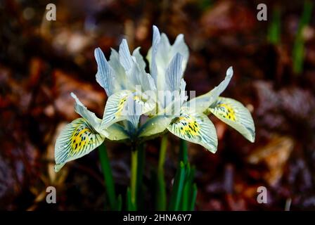 Iris nain bleu marbré parmi les feuilles brunes anciennes au début du printemps. Banque D'Images