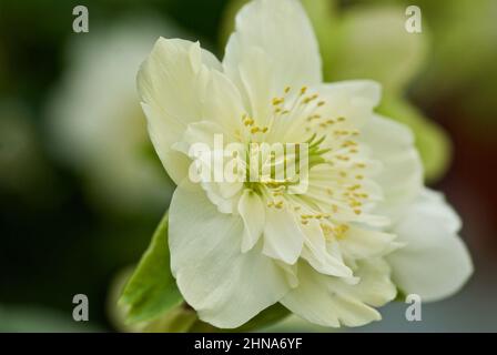 Gros plan d'une rose de Noël blanche en fleurs, Helleborus niger. Banque D'Images