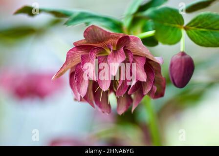 Gros plan de la rose de Noël avec fleur rouge et bouton de fleur. Banque D'Images