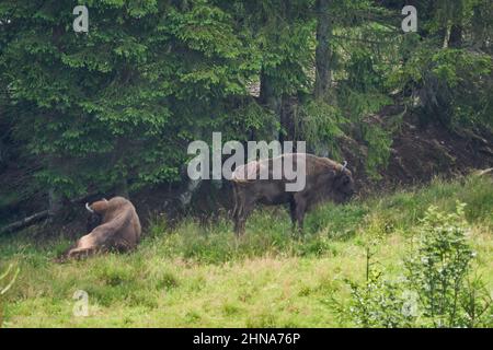 bisons européens, Wisent, Bos bonasus, paître dans les prés dans les prés d'une forêt voisine le long du sentier de randonnée de Rothaarsteig. Banque D'Images