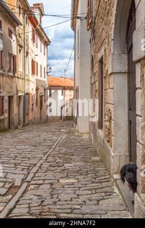 Chien dans une ancienne rue en pierre de la ville de Motovun sur Istrie en Croatie, Europe. Banque D'Images