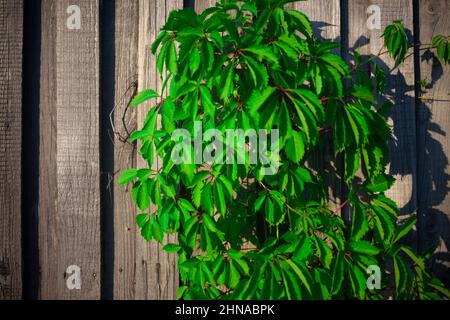 Plante verte sur une clôture en bois. Banque D'Images