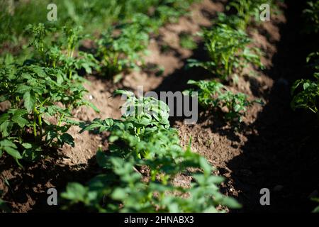 La pomme de terre pousse dans le lit de jardin. Banque D'Images