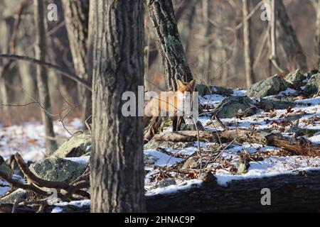 Un renard rouge qui se balade dans les bois lors d'une matinée hivernale enneigée à New York Banque D'Images