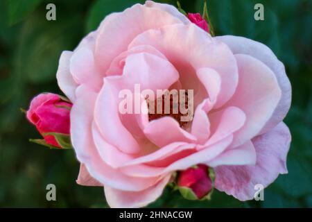 Rose rose aux pétales délicats, bourgeons et feuilles vertes, rose rose dans le jardin, macro à tête de rose, fleur en fleur, beauté dans la nature, photo florale Banque D'Images