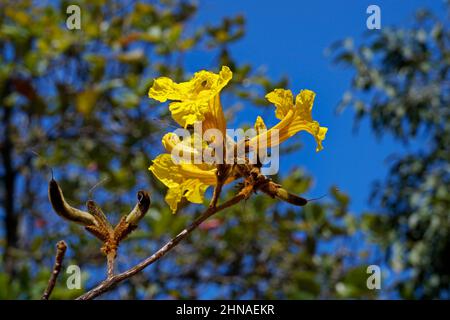 Trompette d'or ou demi-arbre jaune (Handroanthus chrysotrichus), Rio Banque D'Images