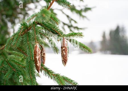 Branches de sapin avec aiguilles et grands cônes avec supports de cire sur le champ enneigé Banque D'Images