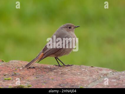 Un visiteur inhabituel à mon jardin Suffolk . Un Redstart noir , un mineur ou une femelle repéré dans le Suffolk .UK Banque D'Images