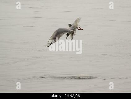 Un mouette à tête noire qui plonge dans la mer pour se nourrir des îles FarneIslands Northumberland, Royaume-Uni Banque D'Images