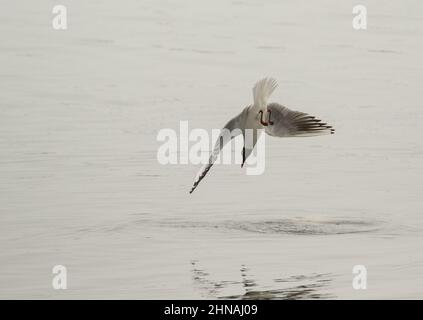 Un mouette à tête noire, des ailes s'étirent, dans la mer pour se nourrir des îles FarneIslands Northumberland, Royaume-Uni Banque D'Images